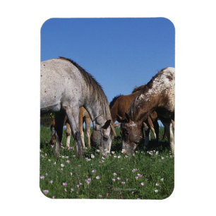 Ímã Grupo de cavalos do Appaloosa que pastam