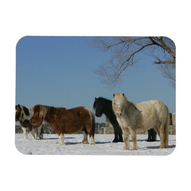 Ímã Grupo de Cavalos Miniatura na Neve (Horizontal)