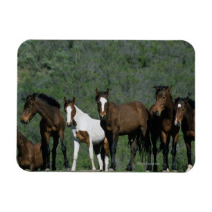 Ímã Grupo de cavalos selvagens do mustang