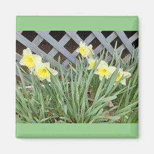 Imã Grupo de Daffodils