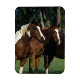 Ímã Grupo de estar dos cavalos da pintura