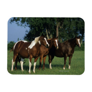 Ímã Grupo de estar dos cavalos da pintura
