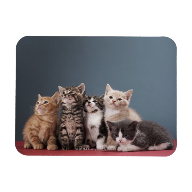 Ímã Grupo de Kittens (Horizontal)