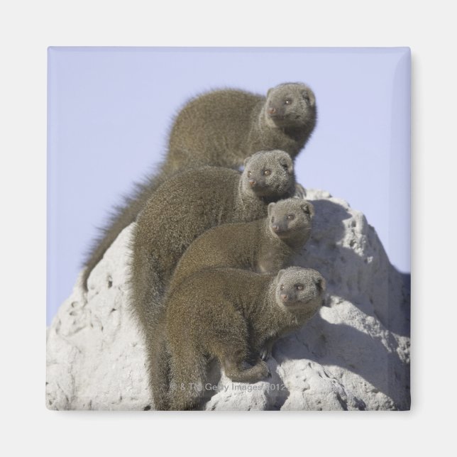 Imã Grupo de Mongoose Anã num Monte Termite em (Frente)