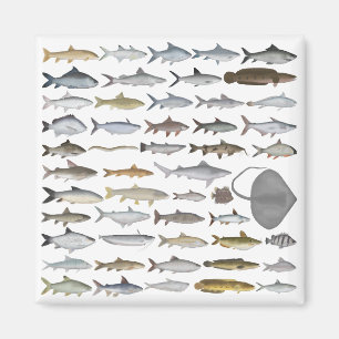 Imã Grupo de Peixes de Água Doce da Ásia do Sul
