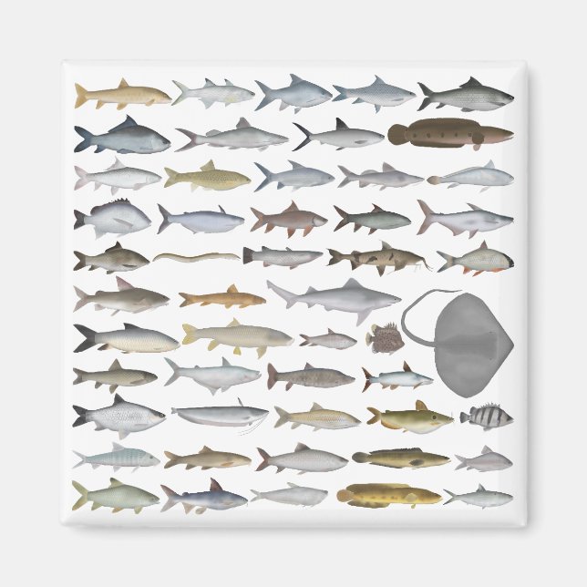 Imã Grupo de Peixes de Água Doce da Ásia do Sul (Frente)