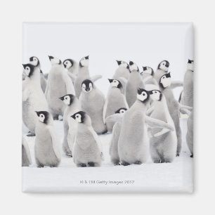 Imã Grupo de pinguins de imperador (forsteri do
