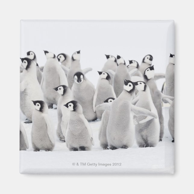 Imã Grupo de Pinguins Imperadores (Aptenodytes forster (Frente)