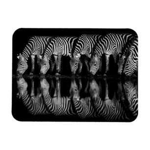 Ímã Grupo de Zebras da Planície Bebem Juntas à Noite