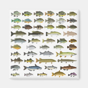 Imã Grupo Norte-Americano de Peixes Águas frescas