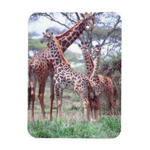 Ímã Grupo ou Rebanho de Girafas com Filhotes, Giraffa