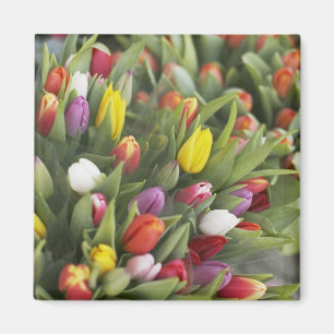 Imã Grupos de tulipas coloridas