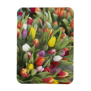 Ímã Grupos de tulipas coloridas