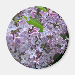 Imã Grupos do Lilac