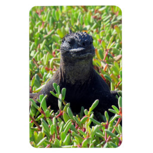 Ímã guana marinha das galápagos