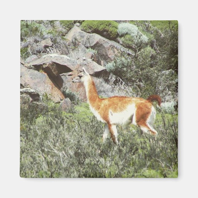 Imã guanaco (Frente)