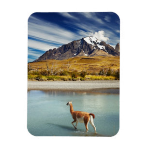Ímã Guanaco atravessando o rio em Torres del Paine