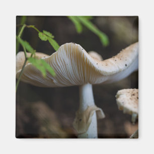 Imã Guarda-chuva do Toadstool