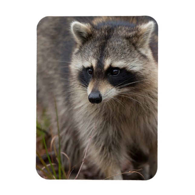 Ímã Guaxinim, Procyon lotor, Flórida (Vertical)