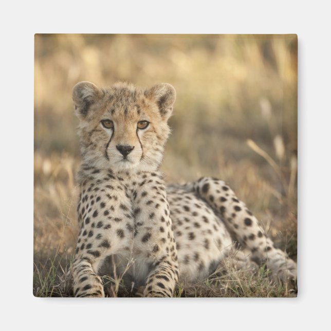 Imã Guepardo, Acinonyx jubatus (Frente)
