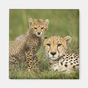 Imã Guepardo, Acinonyx jubatus, com filhote