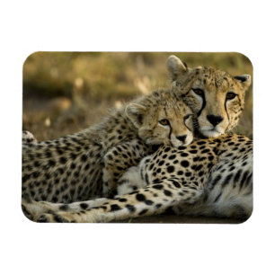 Ímã Guepardo, Acinonyx jubatus, com filhote no Masai 2