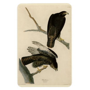 Ímã Guerreiro Negro (Falcão de cauda vermelha) de Aves