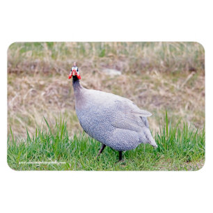 Ímã Guiné Fowl