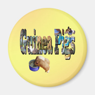 Imã Guiné Pigs É A Palavra, Magnet