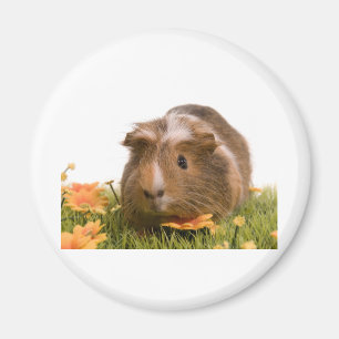 Imã guinea pigs tem-se lawn