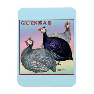 Ímã Guineas Three Fowl