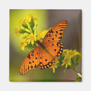 Imã Gulf Fritillary também conhecida como Borboleta da