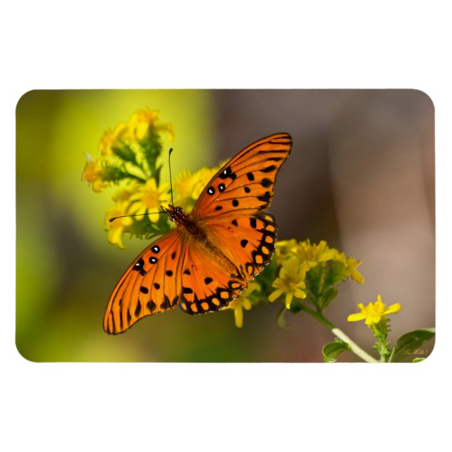 Ímã Gulf Fritillary também conhecida como Borboleta da (Horizontal)