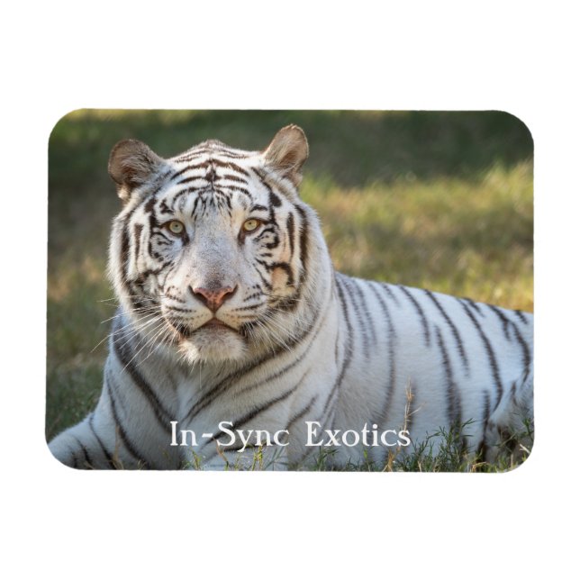 Ímã Gus - (Horizontal)