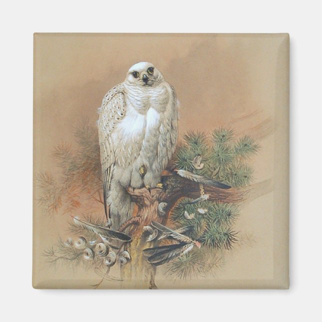Imã Gyfalcon - 1861 (Frente)