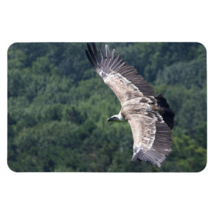 Ímã Gyps fulvus voando