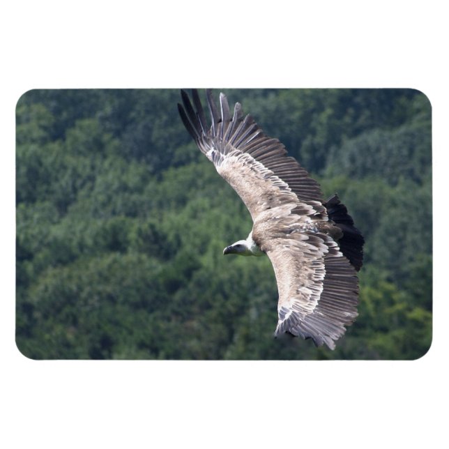 Ímã Gyps fulvus voando (Horizontal)