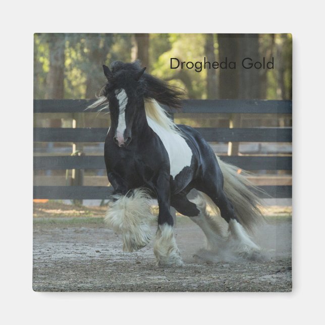 Imã Gypsy Dourado Vanner Drogheda, um íman Dourado (Frente)