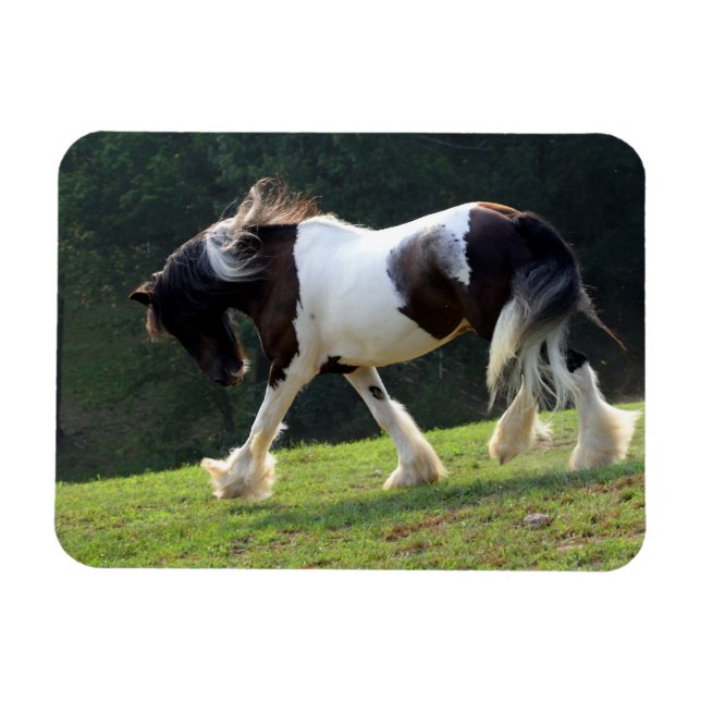 Ímã Gypsy Vanner (Horizontal)