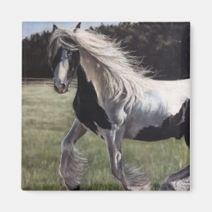 Imã Gypsy vanner pinto horse running in field