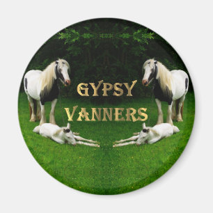 Imã Gypsy Vanners