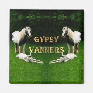 Imã Gypsy Vanners