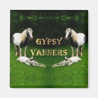 Imã Gypsy Vanners