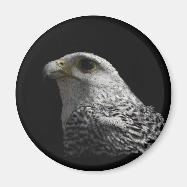 Imã Gyrfalcon Ártico (Frente)