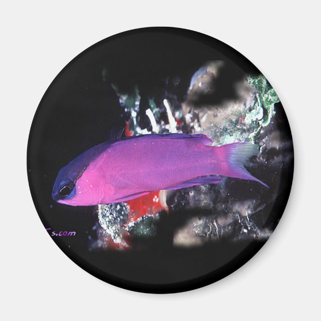 Imã H2Oasis Basslet (Frente)