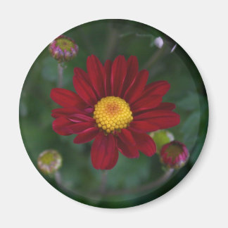 Imã Há uma mãe no ar...