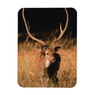 Ímã Habitat Natural Chital Parque Nacional de Bandha