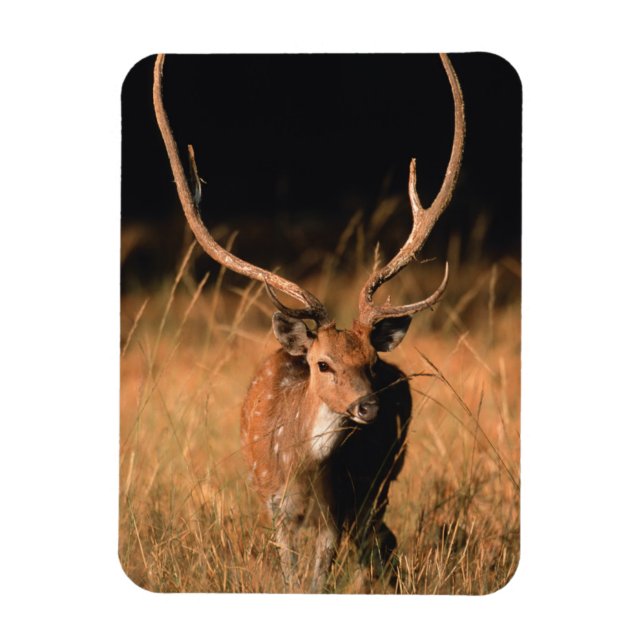 Ímã Habitat Natural Chital | Parque Nacional de Bandha (Vertical)