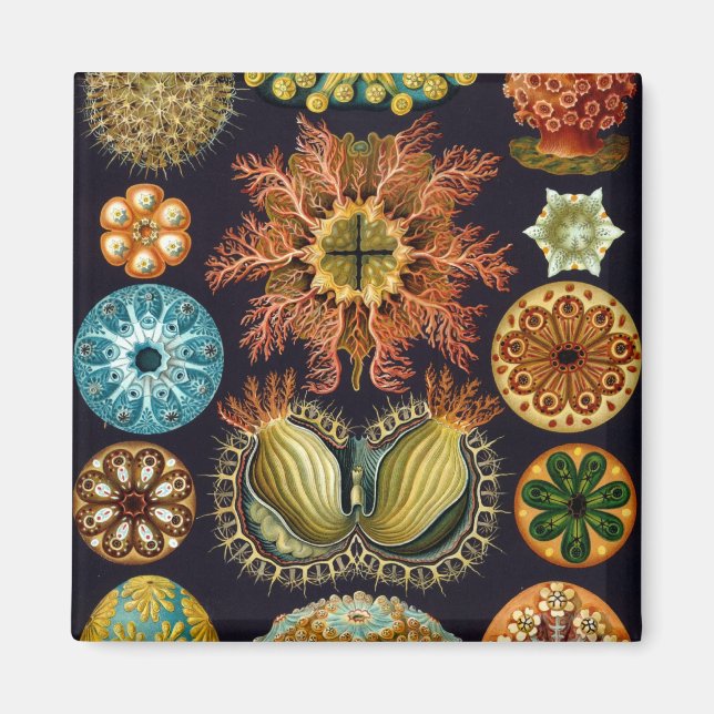Imã Haeckel (Frente)