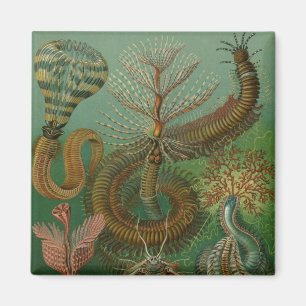 Imã Haeckel Centipedes